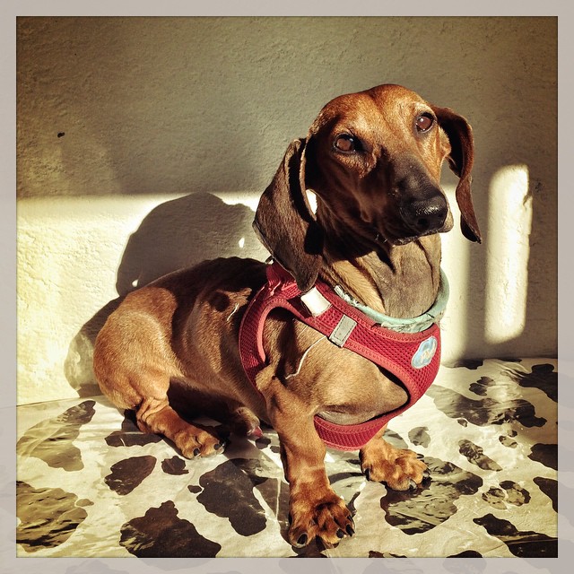 Elemental Mi Querido Watson... Es el Perro de la Semana #1 de La Tienda de Frida & Chelse