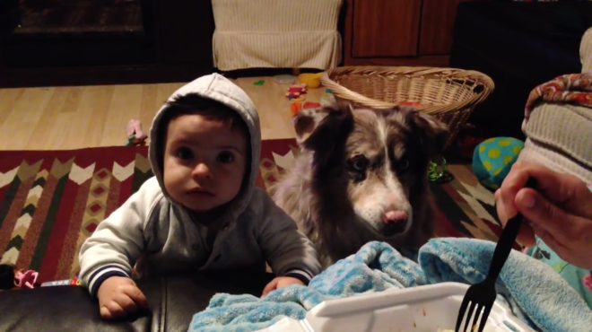 Perro dice Mama primero que el Bebe